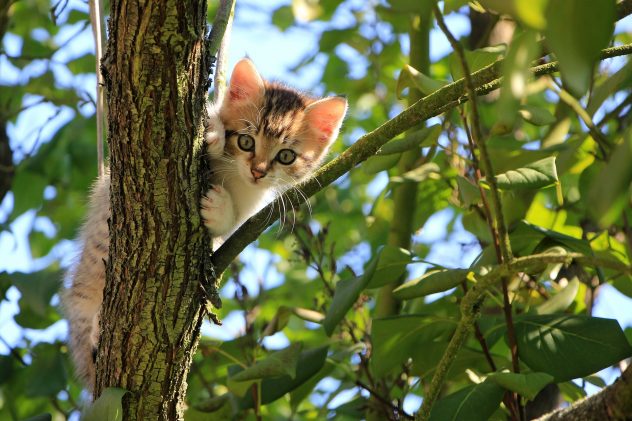 Знаки зодиака, которым очень нравятся кошки: это настоящие кошатники