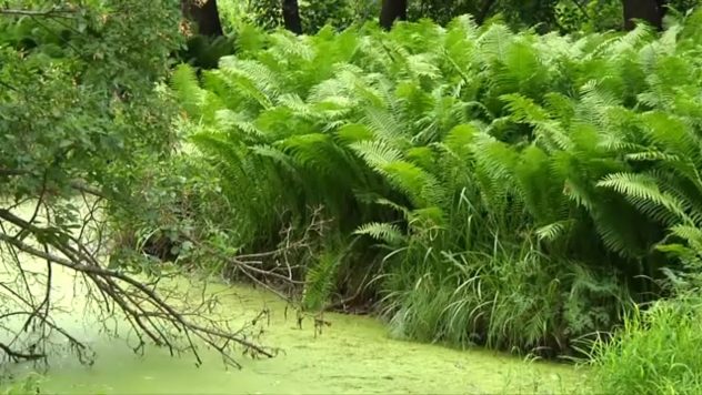 Таємнича річка Коща на Житомирщині